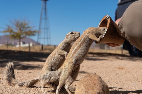 Mountain ground squirrel