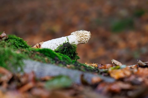Common stinkhorn