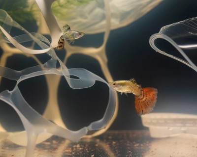 Dumbo betta fish fighting with plastic