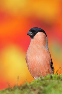 Eurasian bullfinch