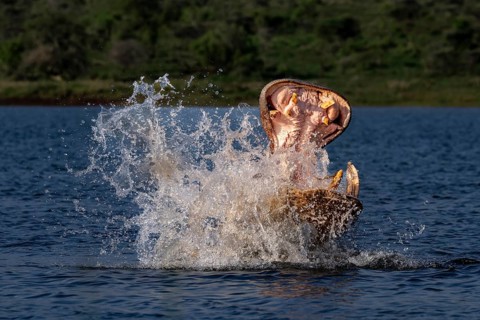 Hippopotamus