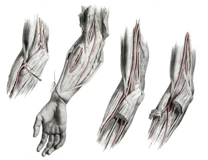Human anatomy