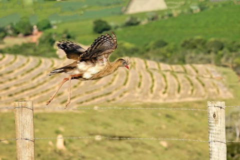 Red-legged Seriema