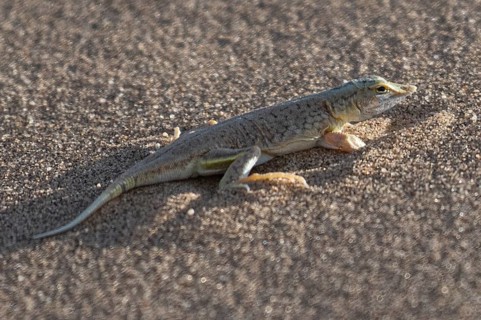 Shovel-nosed lizard