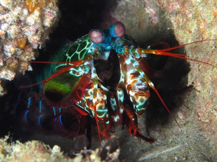 Portrait of peacock mantis shrimp