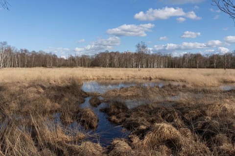 Water reflection from the blue sky on the wet meadows in the Professormoor in the Duvenstedter Brook nature reserve