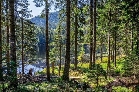 Nature reserve Grosser Arbersee with lake wall 1340m