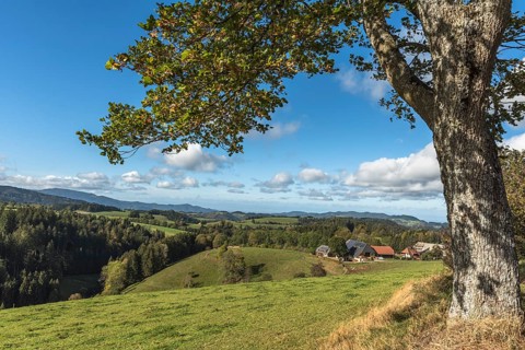 Hilly landscape with meadows and farms in the southern Black Forest near St. Maergen