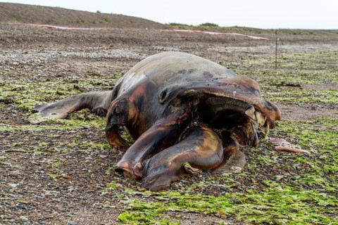 Southern right whale