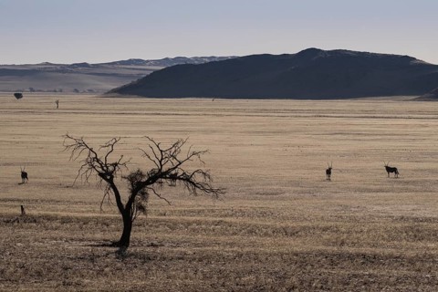Oryx