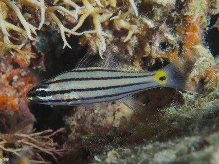 Five-striped cardinalfish