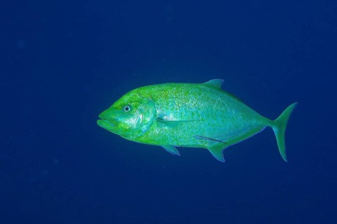 Lemon jack mackerel