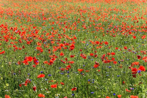 Poppy flowers