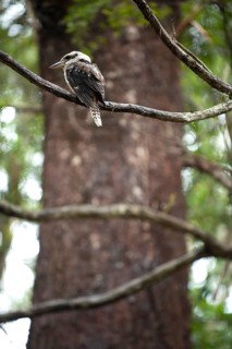 Kookaburra