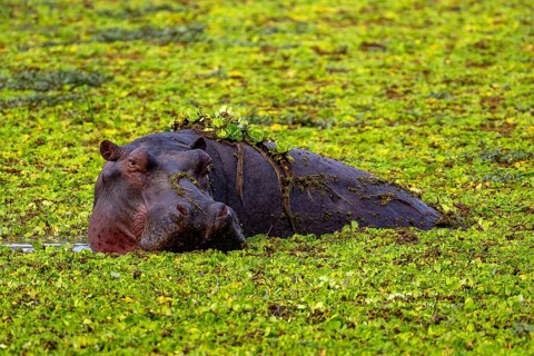 Hippopotamus