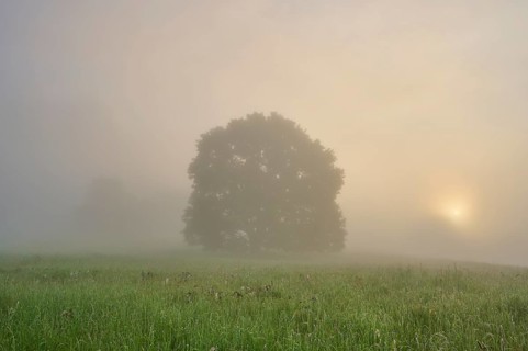 Oak tree