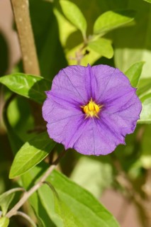 Blue blue potato bush