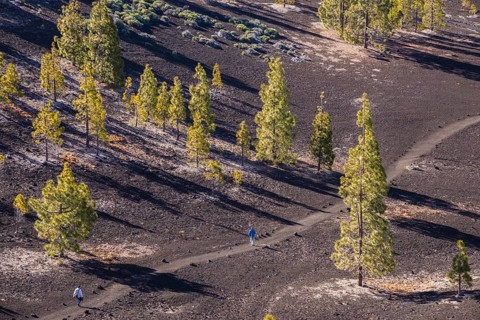 Canary Island pines
