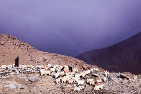 A shepherd with his Changthangi or Changpa