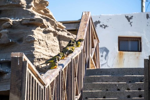 Rock parakeets