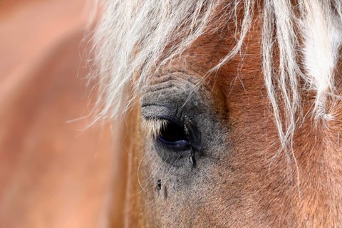 Eye