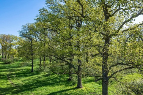 English oaks