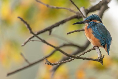 Common kingfisher