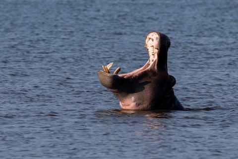 Hippopotamus