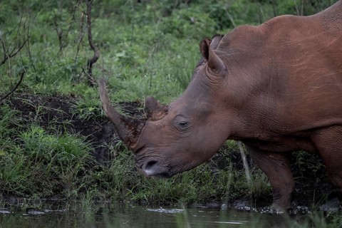 White rhinoceros