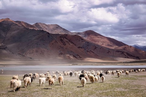 Changthangi or Changpa