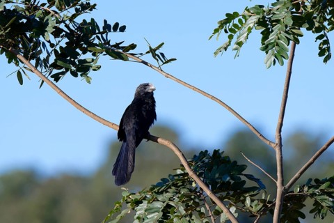 Smooth-billed Ani