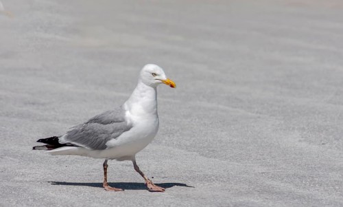 European herring gull