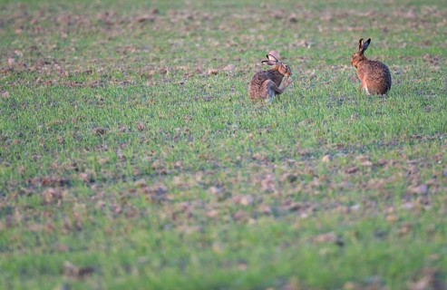 Pair of two brown hares