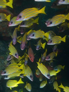 Shoal