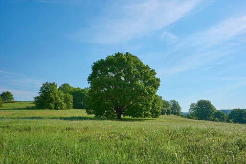 Oak tree