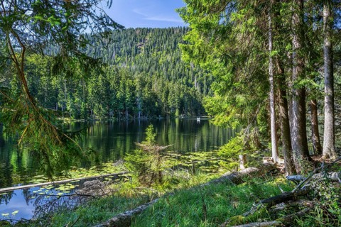 Nature reserve Grosser Arbersee with lake wall 1340m