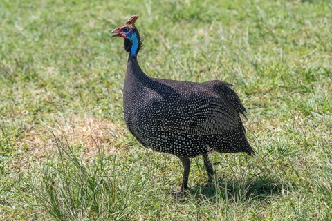 Helmeted guineafowls