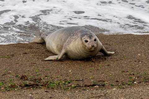 Southern elephant seal