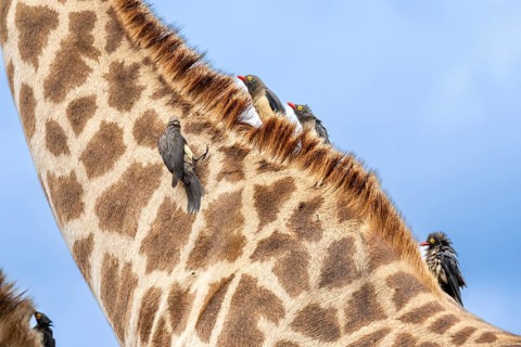 Red-billed oxpecker