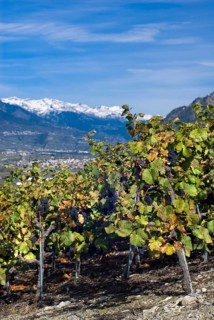 Pinot Noir