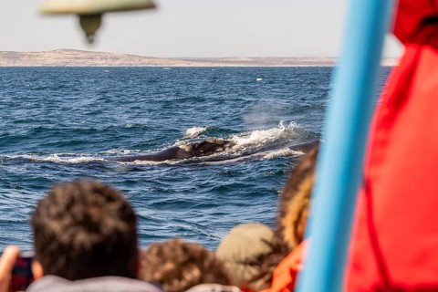 Southern right whale