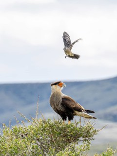 Crested caracara