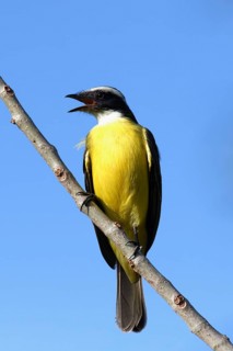 Great Kiskadee