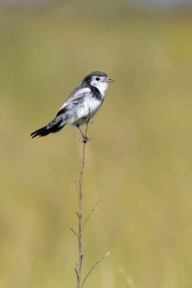 Cock-tailed Tyrant
