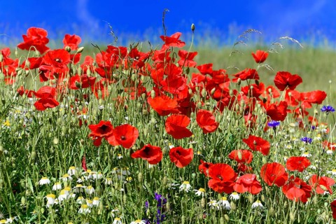Poppy flowers