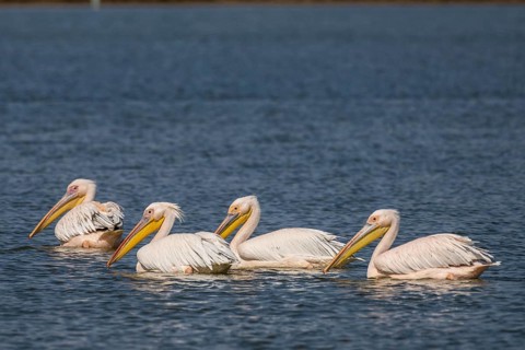 Great white pelican