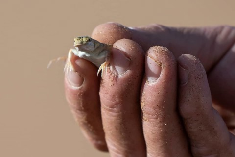 Shovel-nosed lizard