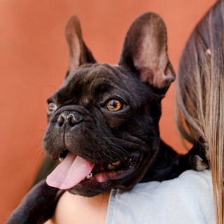 Close up adorable little french bulldog