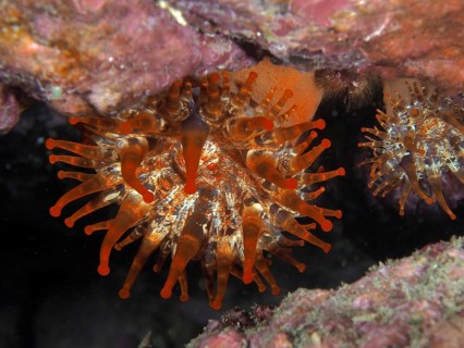 Club-tipped anemone