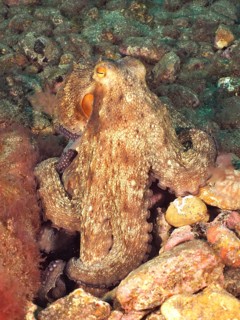 Common octopus